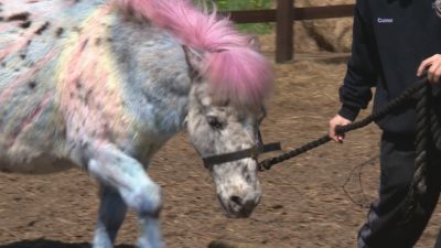 jam Troublesome Journey Pampered ponies? This centre lets children paint horses as therapy | ITV  News Wales