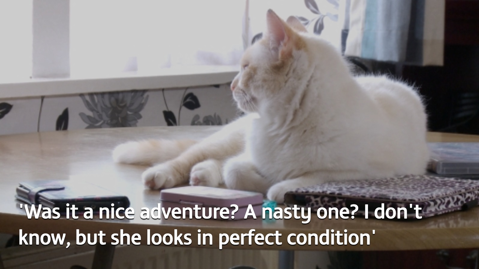 Mystery as missing cat turns up 200 miles away from home | ITV News ...
