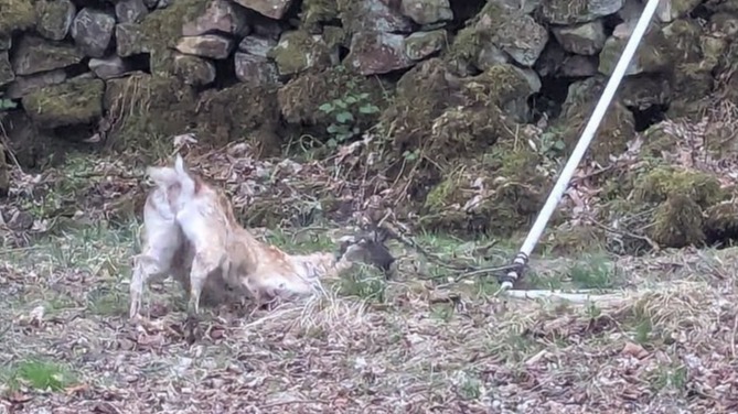 A deer is caught in football netting