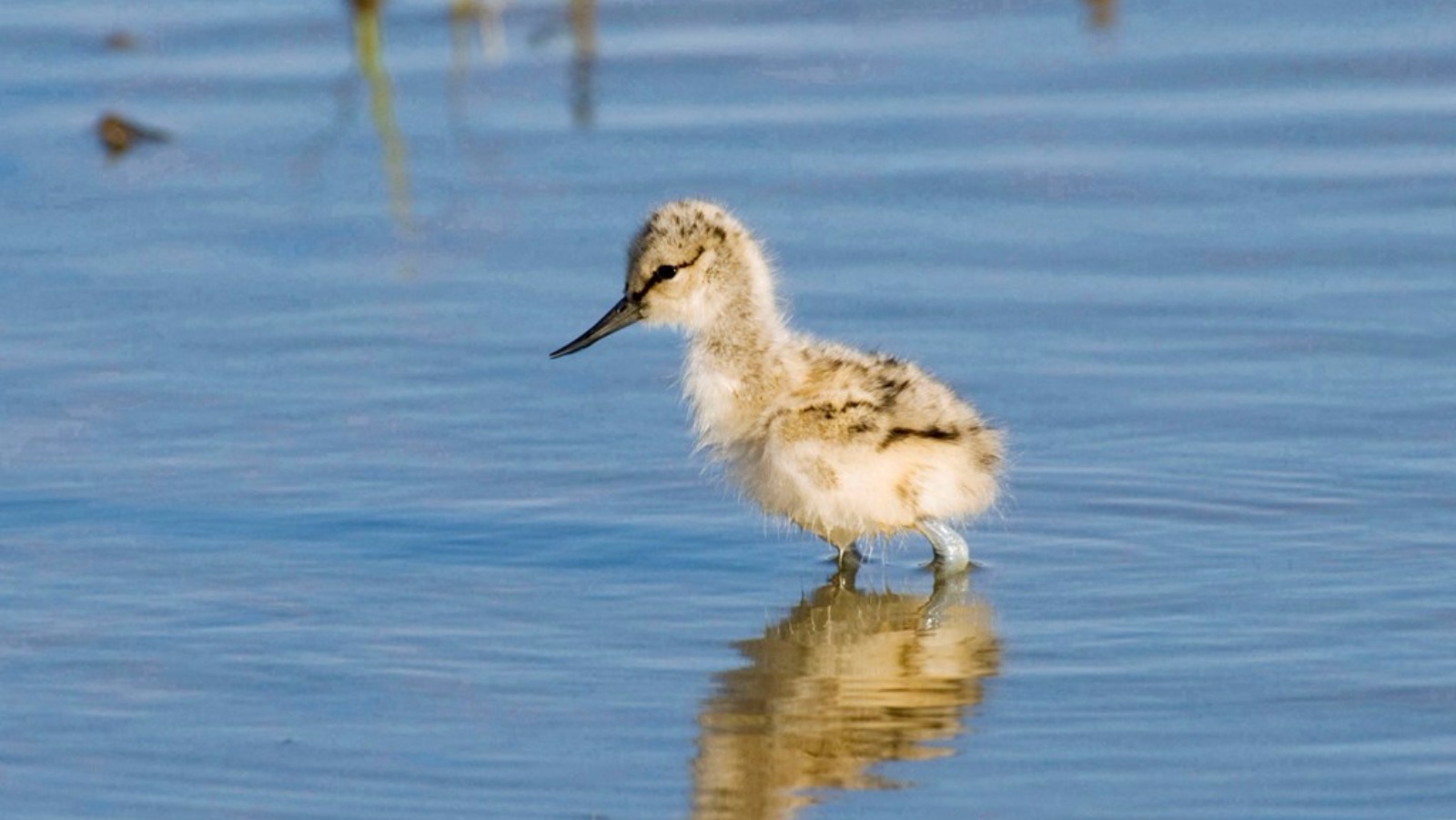 Rare Chicks Hatch At Rspb Reserve On Teesside Itv News Tyne Tees 