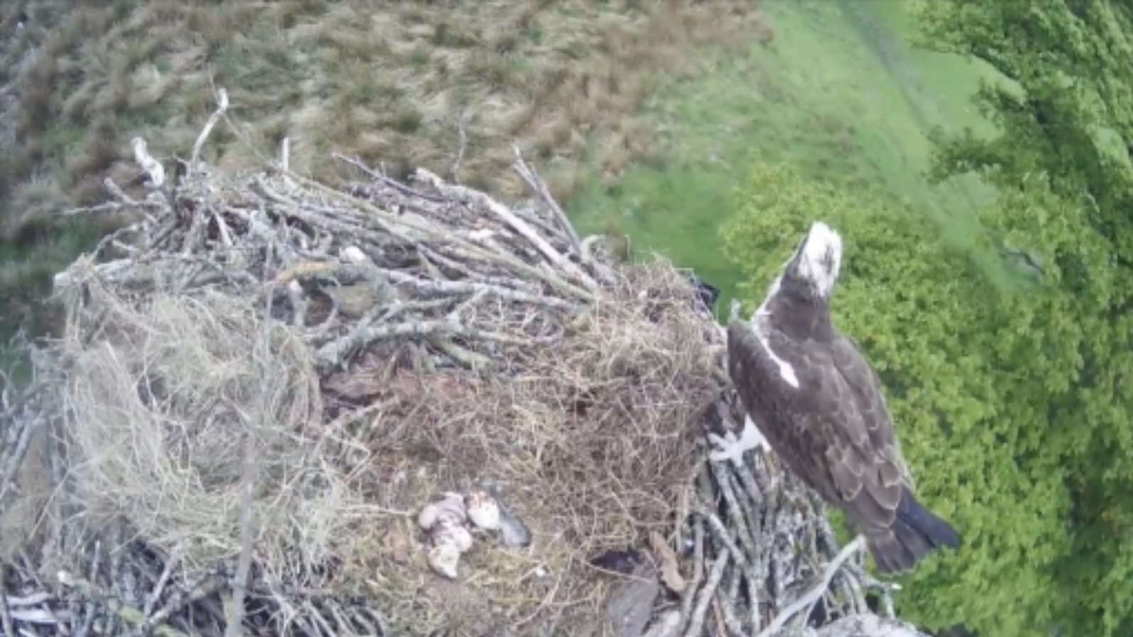 Watch Osprey Chick Hatches In Lake District Itv News Border