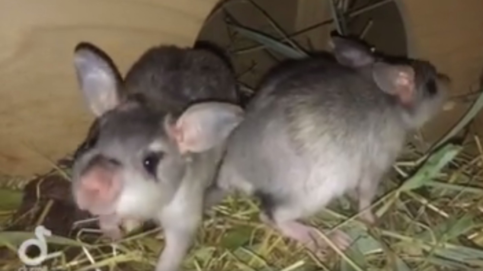 Jumping for joy: Durrell keepers 'delighted' by arrival of giant ...