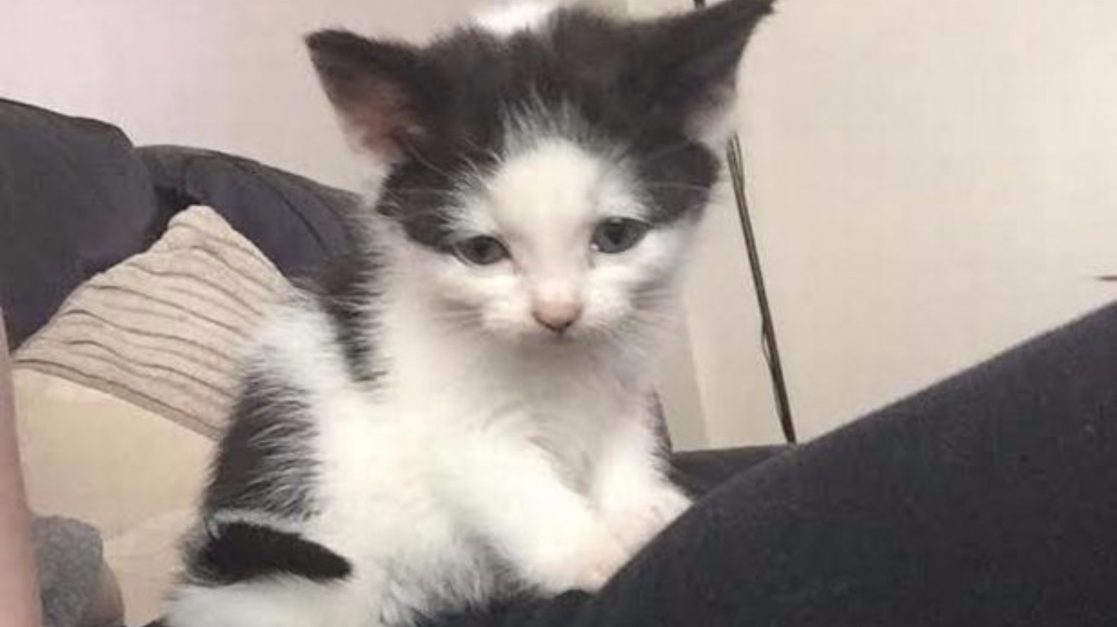 Kitten stolen by ANOTHER Cat | ITV News Granada