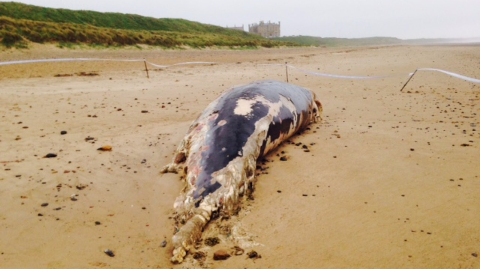 Dead whale found on beach near Redcar | ITV News Tyne Tees