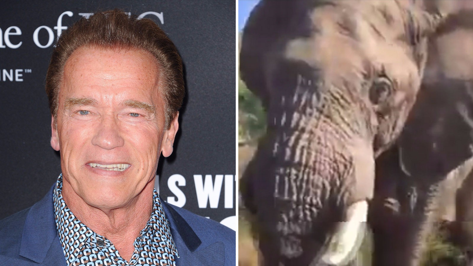 Arnold Schwarzenegger films moment elephant charges at his vehicle ...