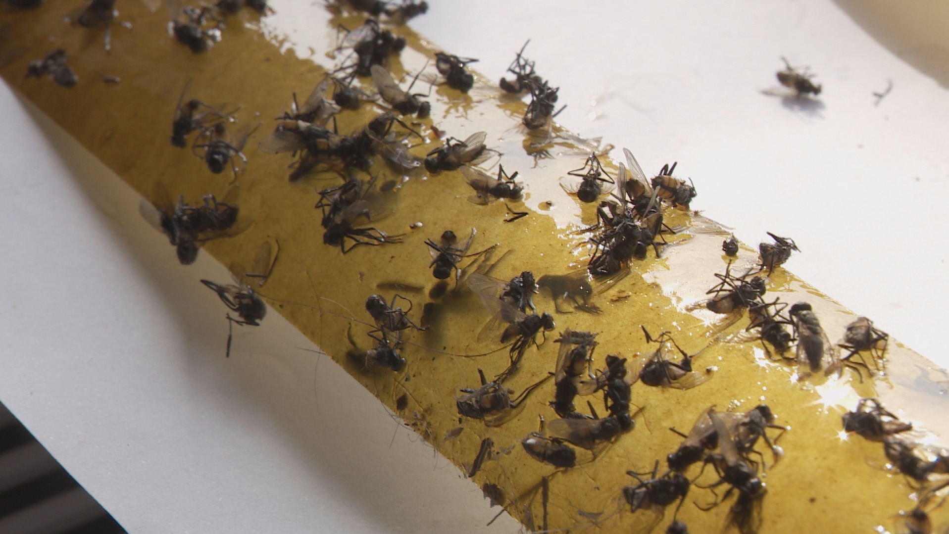 Residents plagued with swarms of flies | ITV News Calendar