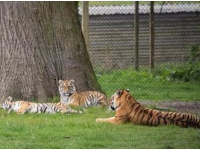 Pictured: Adorable endangered Siberian tiger cubs born in Woburn Safari  Park, London Evening Standard