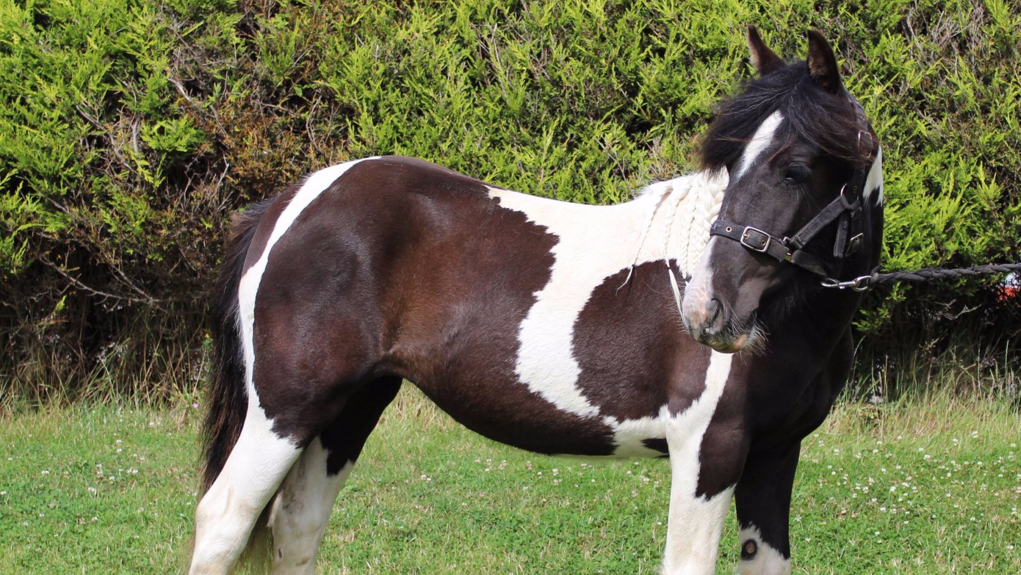 charity-step-in-to-rescue-pony-from-worried-owner-itv-news-granada