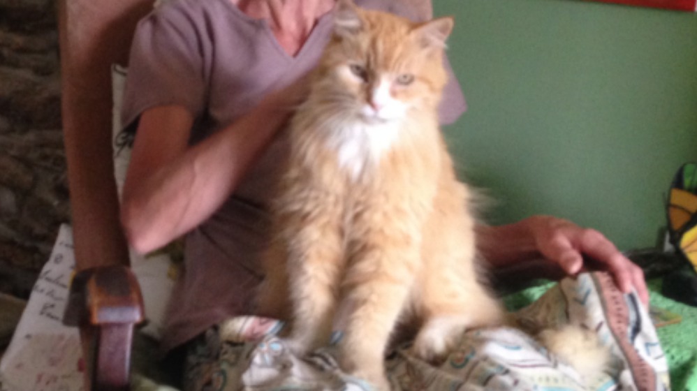 Two men receive bravery award for saving cat from house fire ITV News