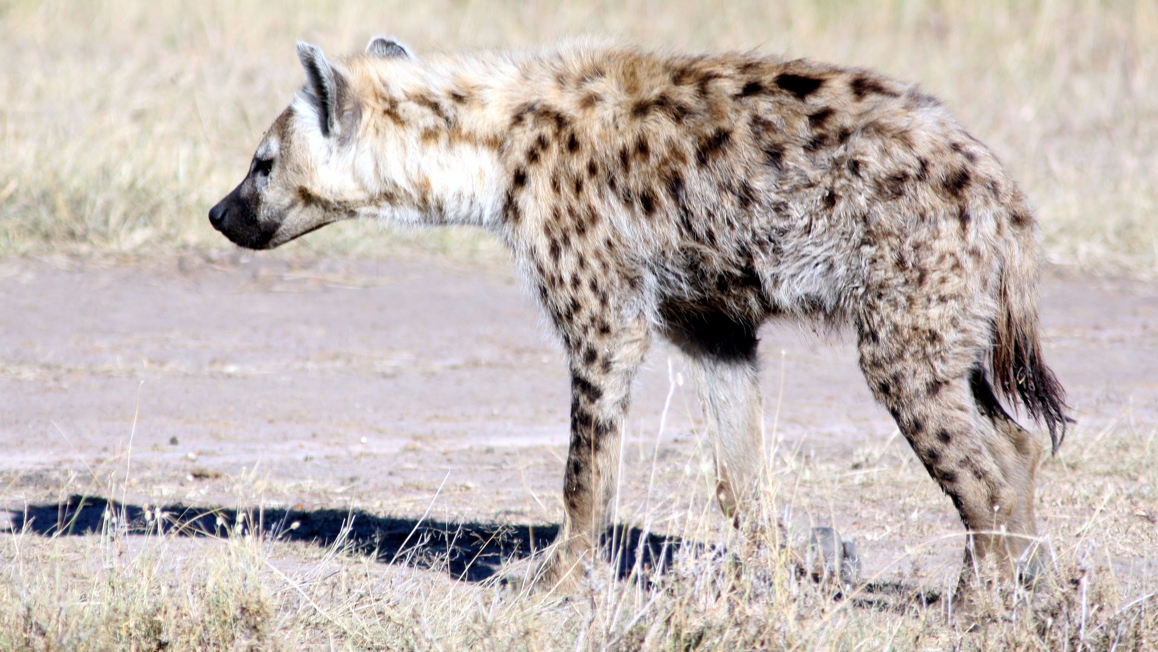 Hyena Attacked 15 Year Old Crushes Skull And Loses Eye At The Kruger