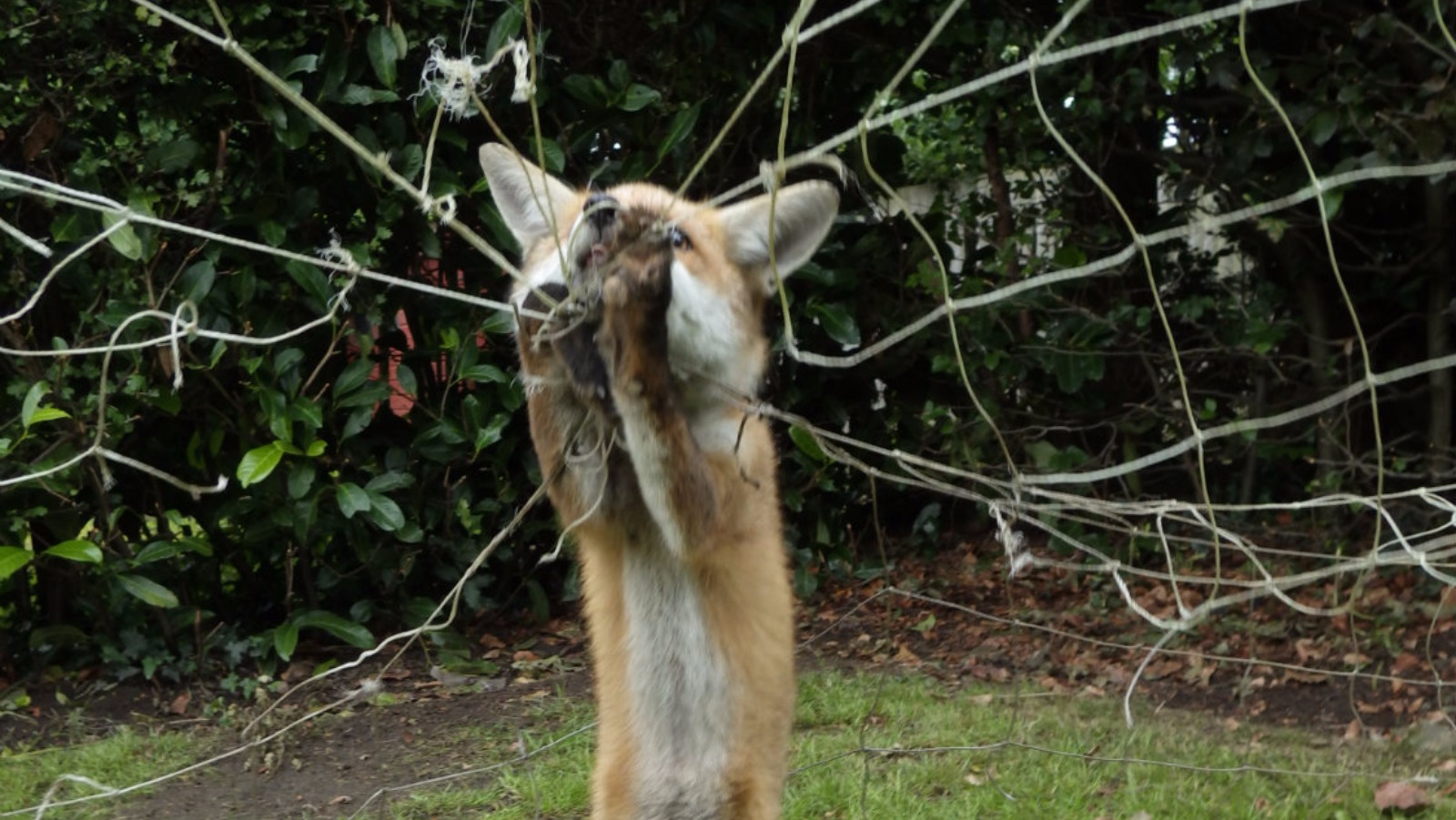 Fox cub is rescued after getting tangled in goal post netting | ITV ...