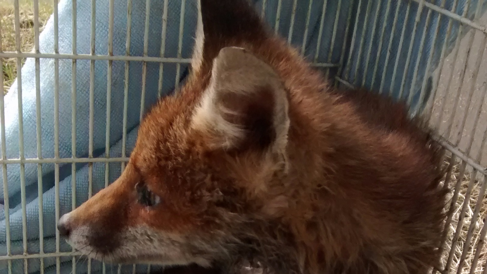 Fox rescued by builders after getting head stuck in an electrical duct ...