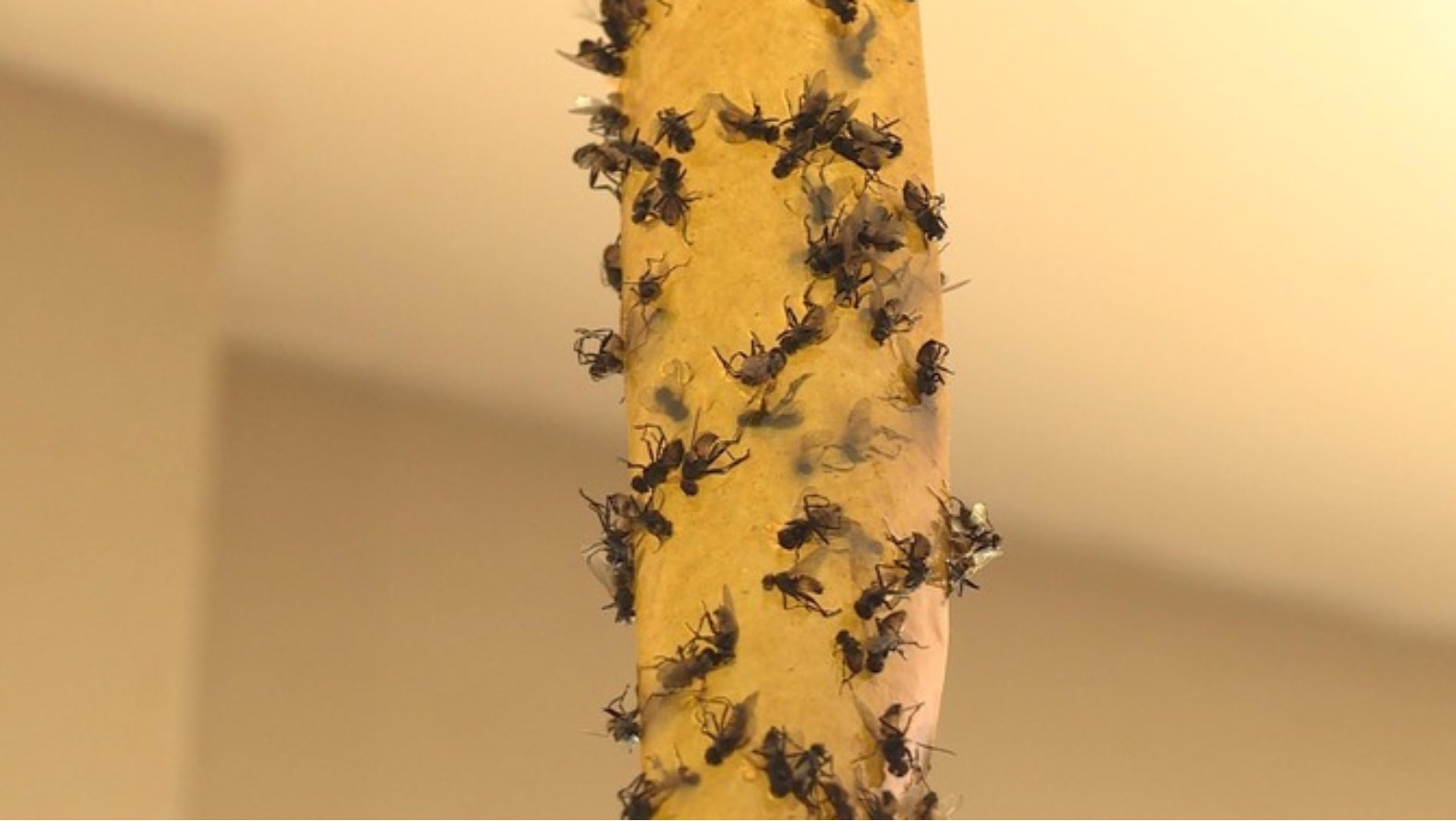 Deadline for removal of waste from fly infested site | ITV News Central