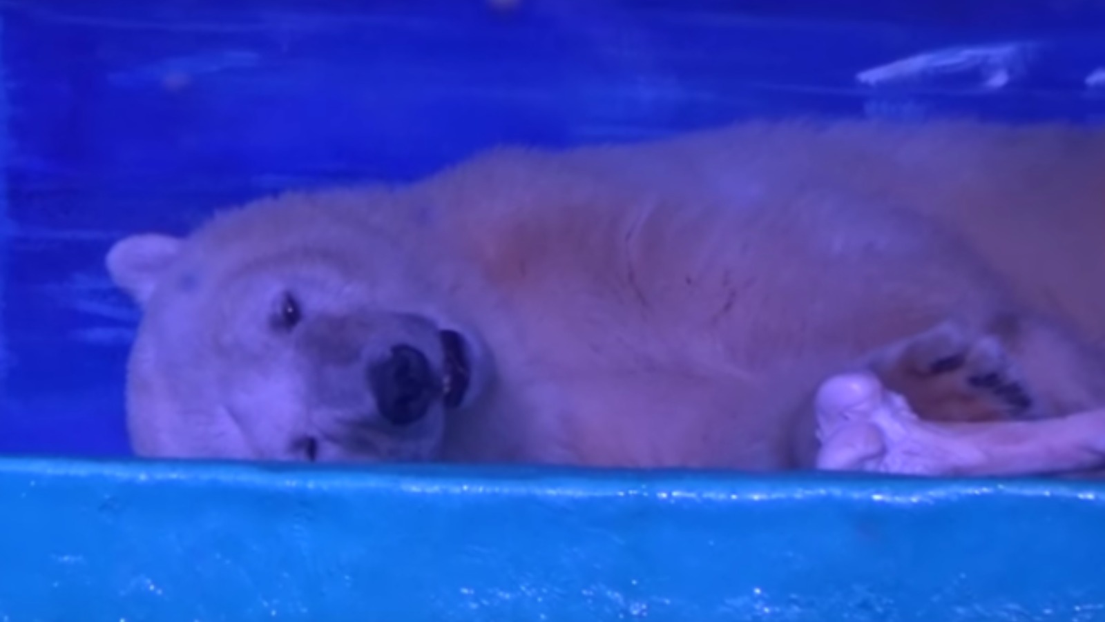 Worlds Saddest Polar Bear Kept In Shopping Centre Prompts Calls For 