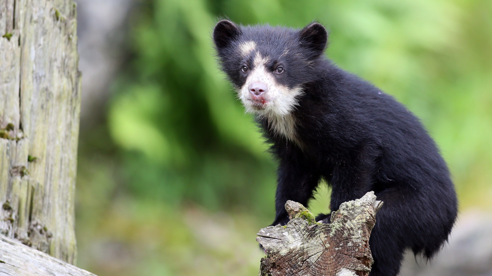 Belfast Zoo Andean bear cub Lola UTV ITV News
