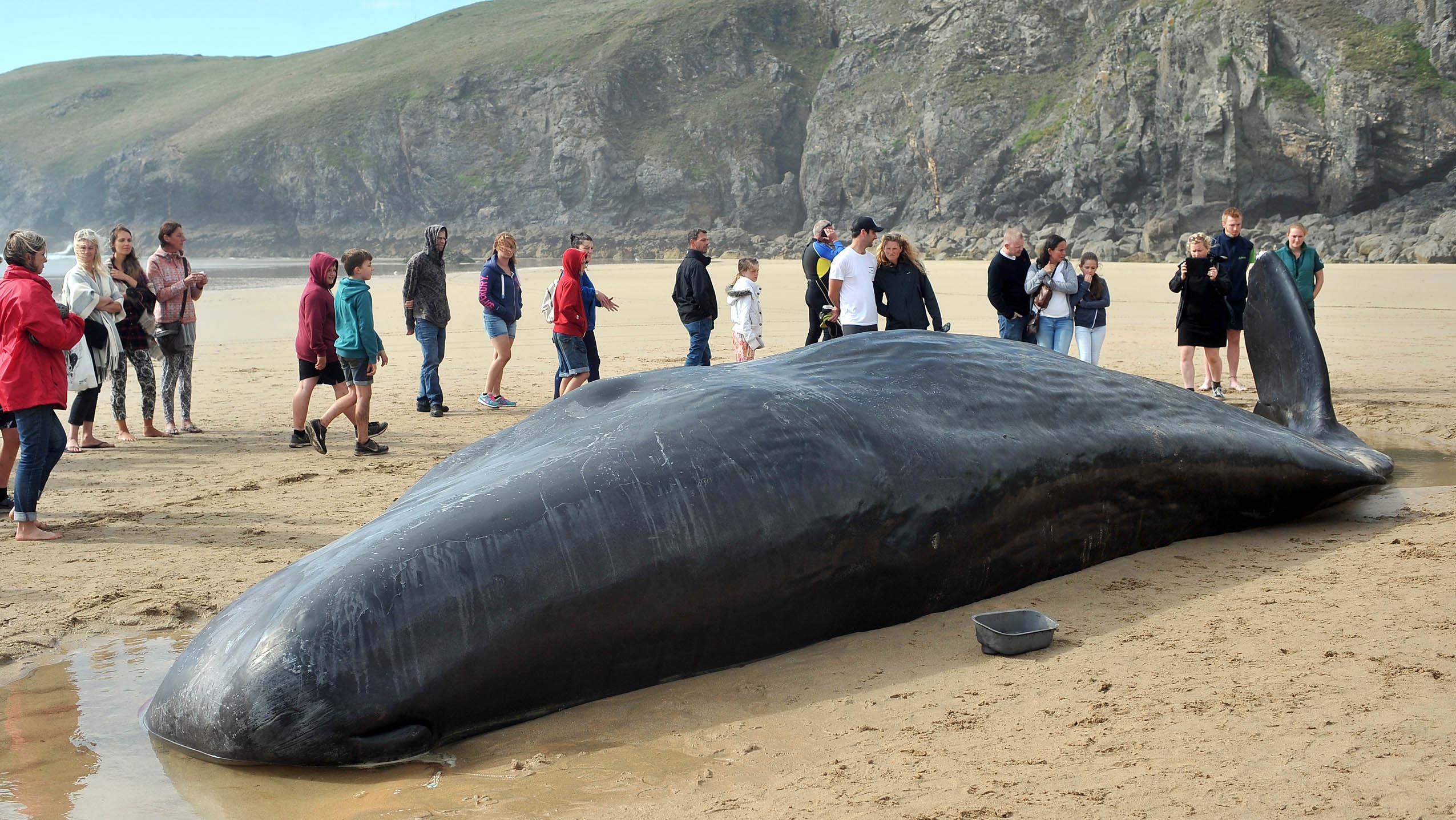 Giant whale dies after washing up on West Country beach | ITV News West Country