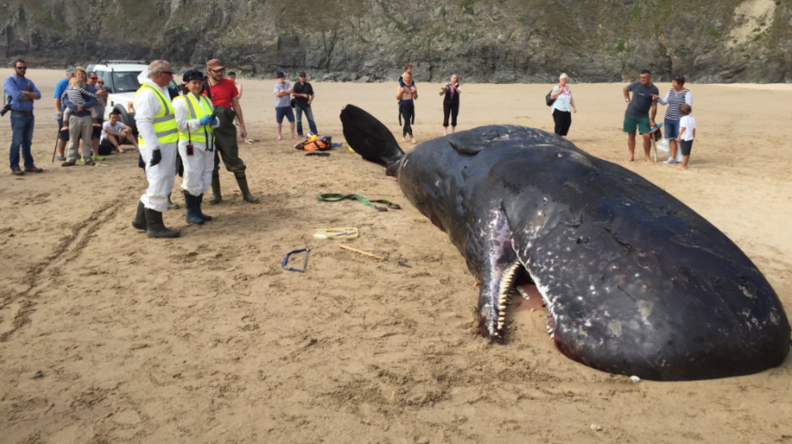 Graphic Photos Show Post-mortem Examination Of Beached Whale 