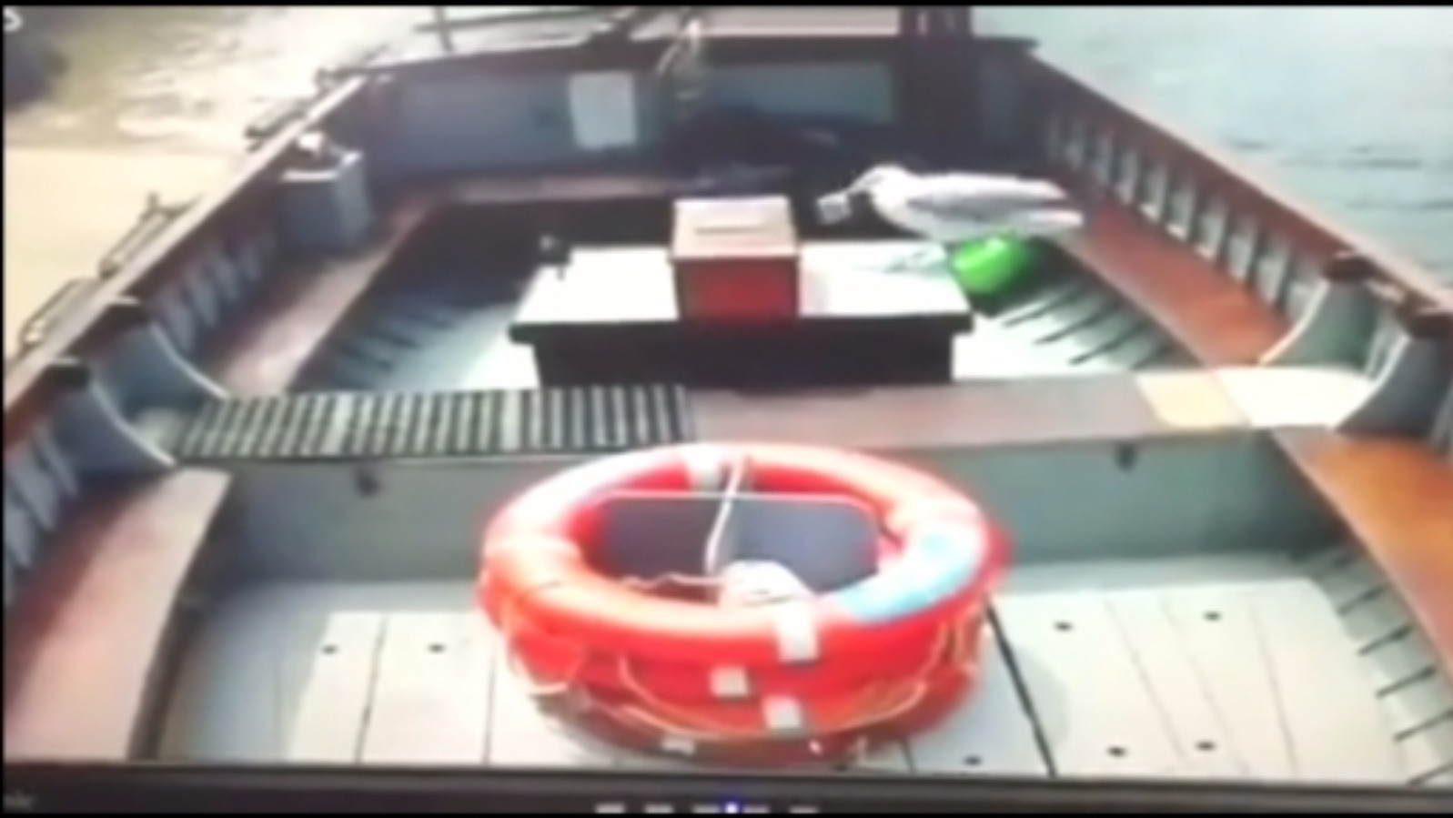 Thieving seagull caught on camera stealing money and newspaper from