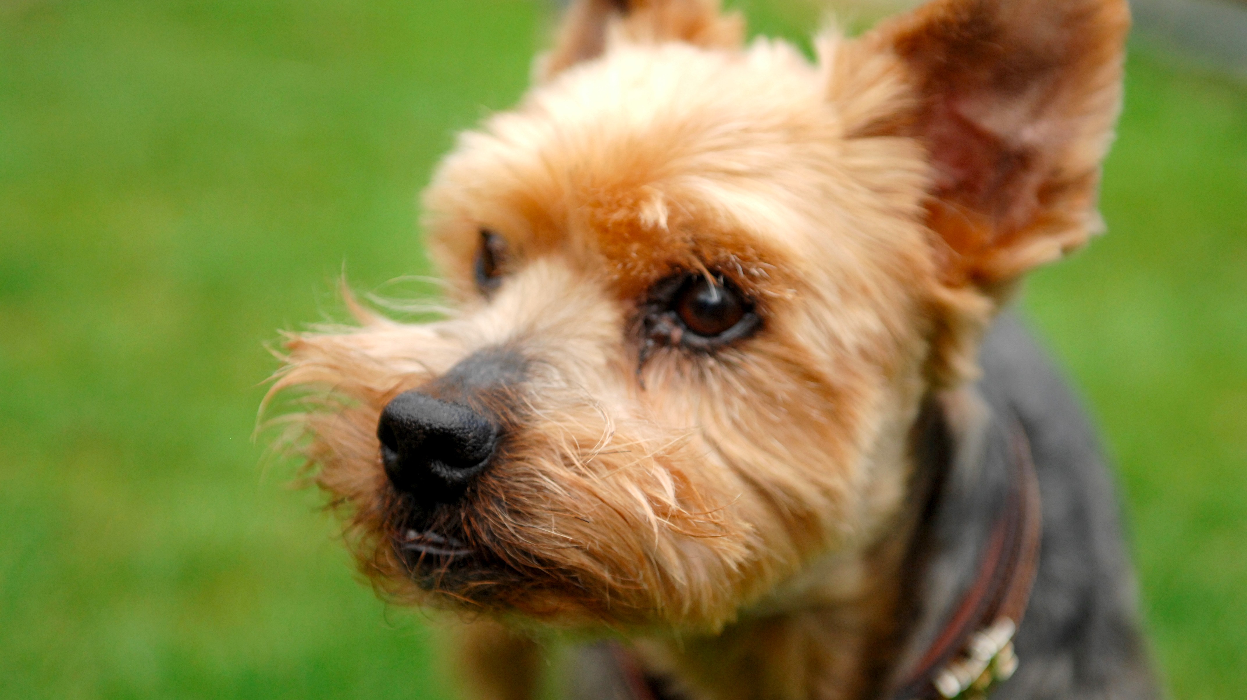 One in three children believed to be scared of dogs | ITV News Calendar