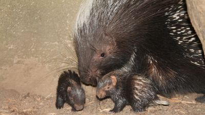 Baby porcupines born at London Zoo