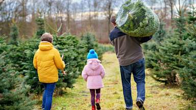 Did the dry spring weather stunt Christmas tree growth?