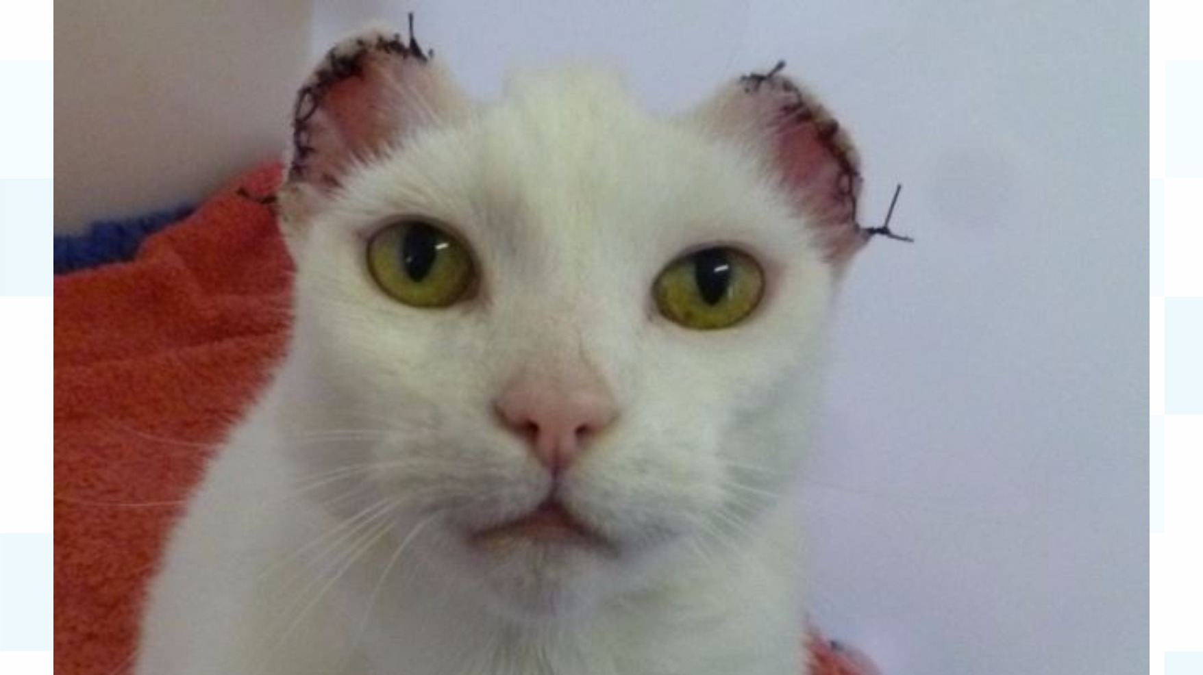 Cats forced to have parts of ears removed after sun damage ITV News Wales