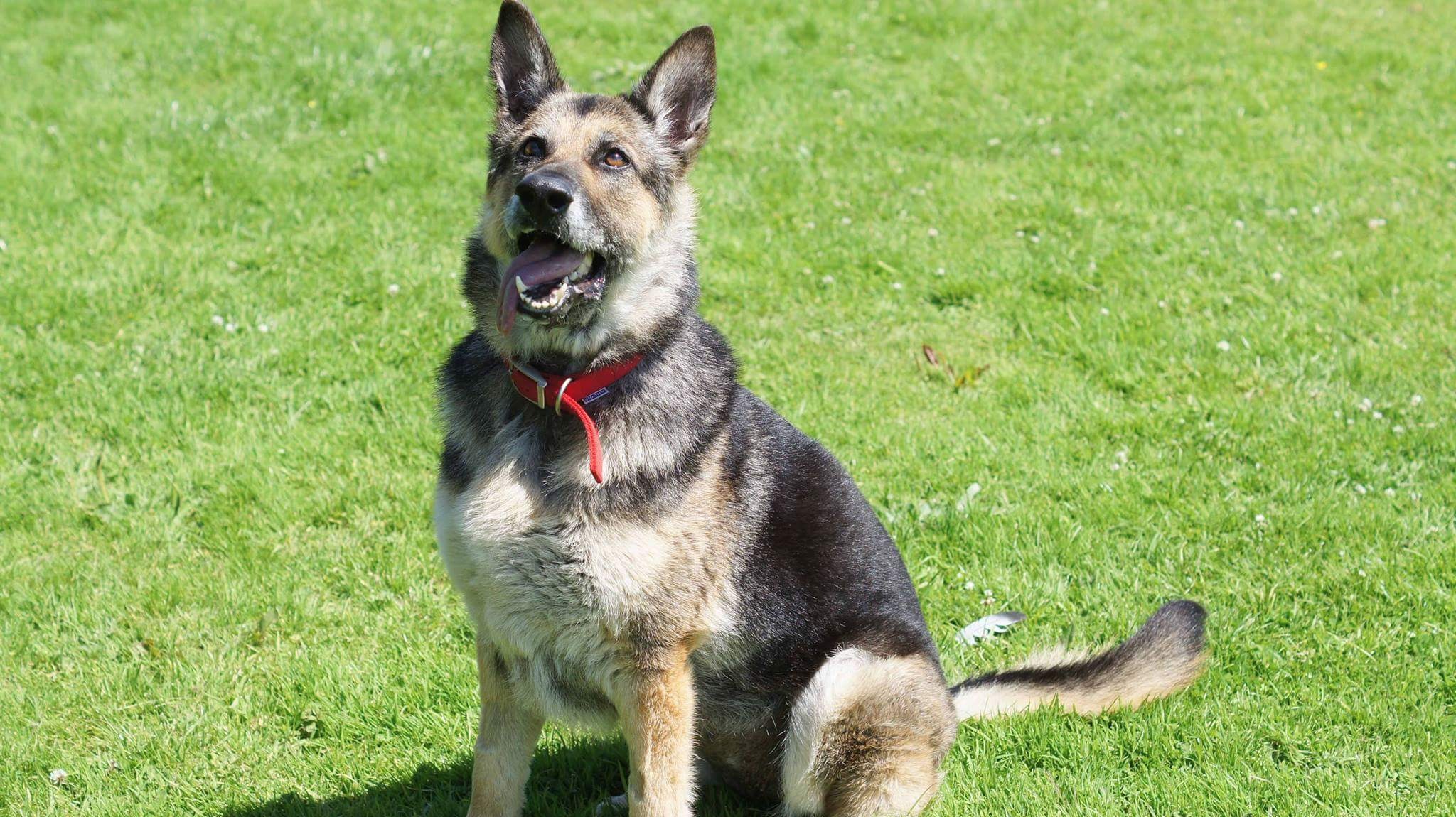 Ear infection caused dog to ‘squirm on floor’ in agony ITV News Granada