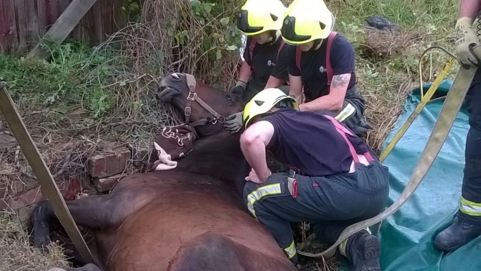 Fire crews to the rescue after horse becomes stuck in a ditch | ITV ...