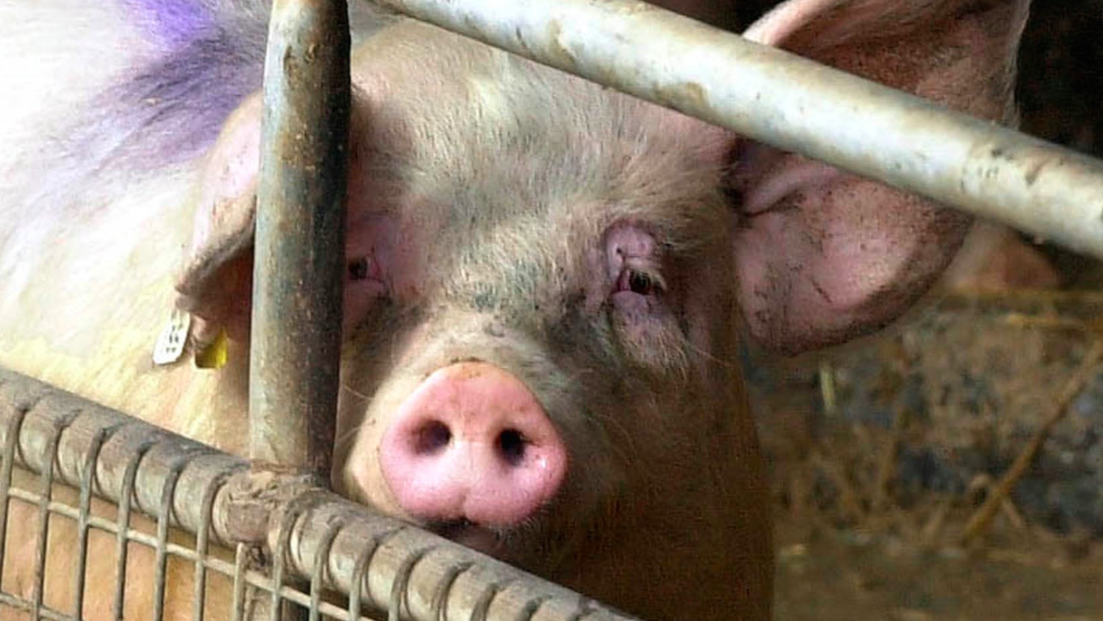 Midlands Slaughterhouses Hit By 2,500 Warning Notices | ITV News Central