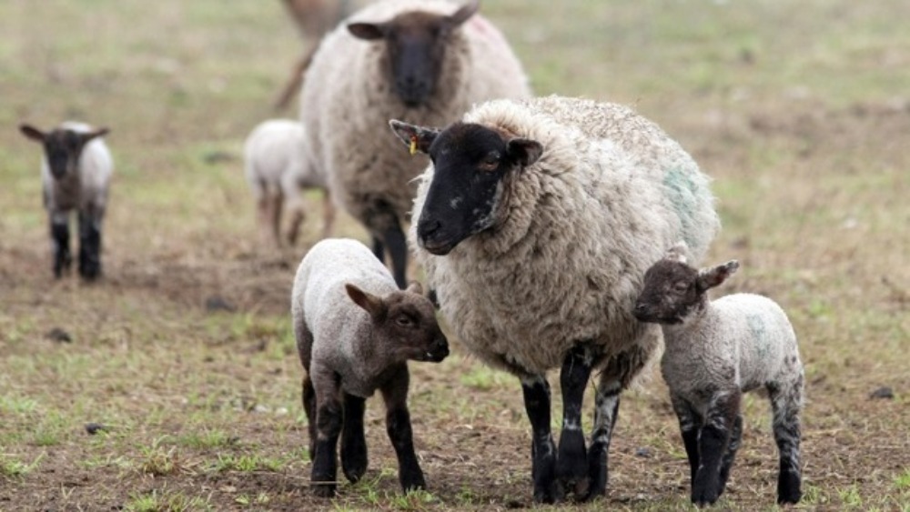 Schmallenberg sheep disease imminent, experts warn | ITV News Wales