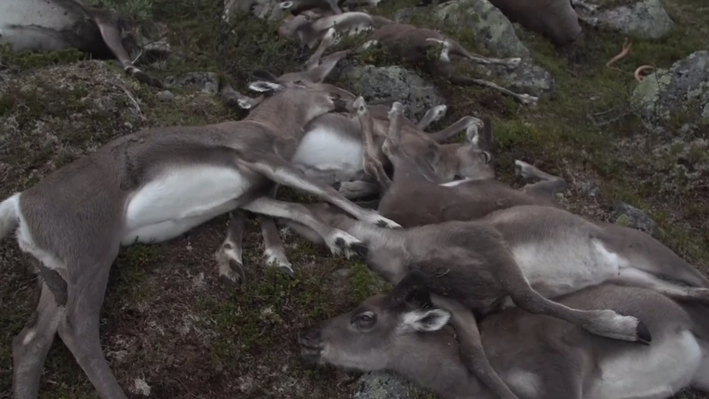 Lightning strike kills more than 300 reindeer in Norway | ITV News