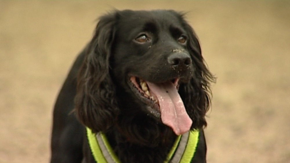 Can our canine friends find life-threatening illnesses? | ITV News Central