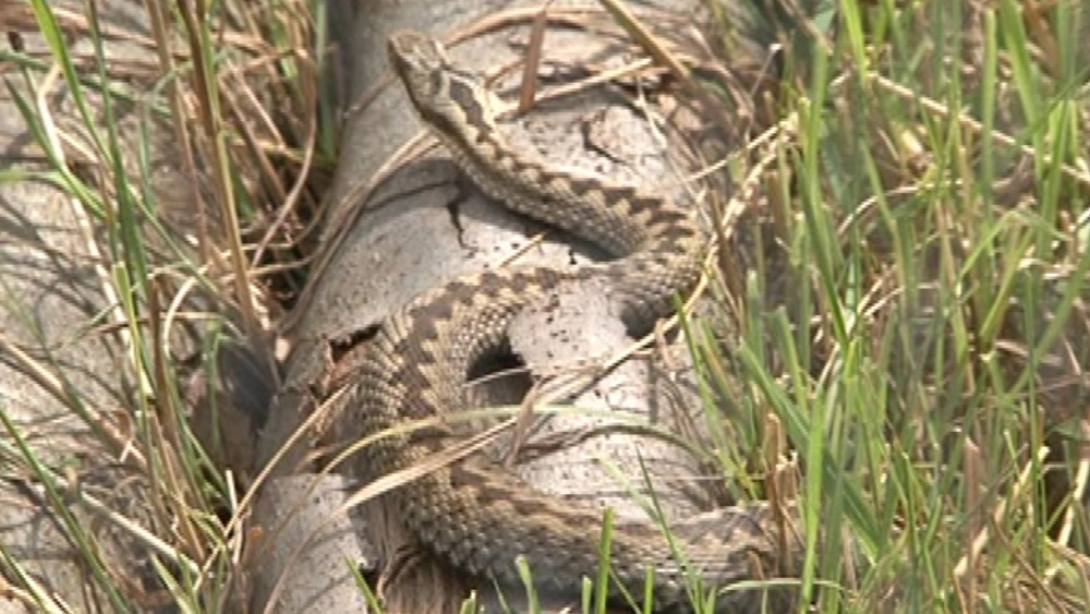 Safari Park saves snakes in breeding programme | ITV News Central