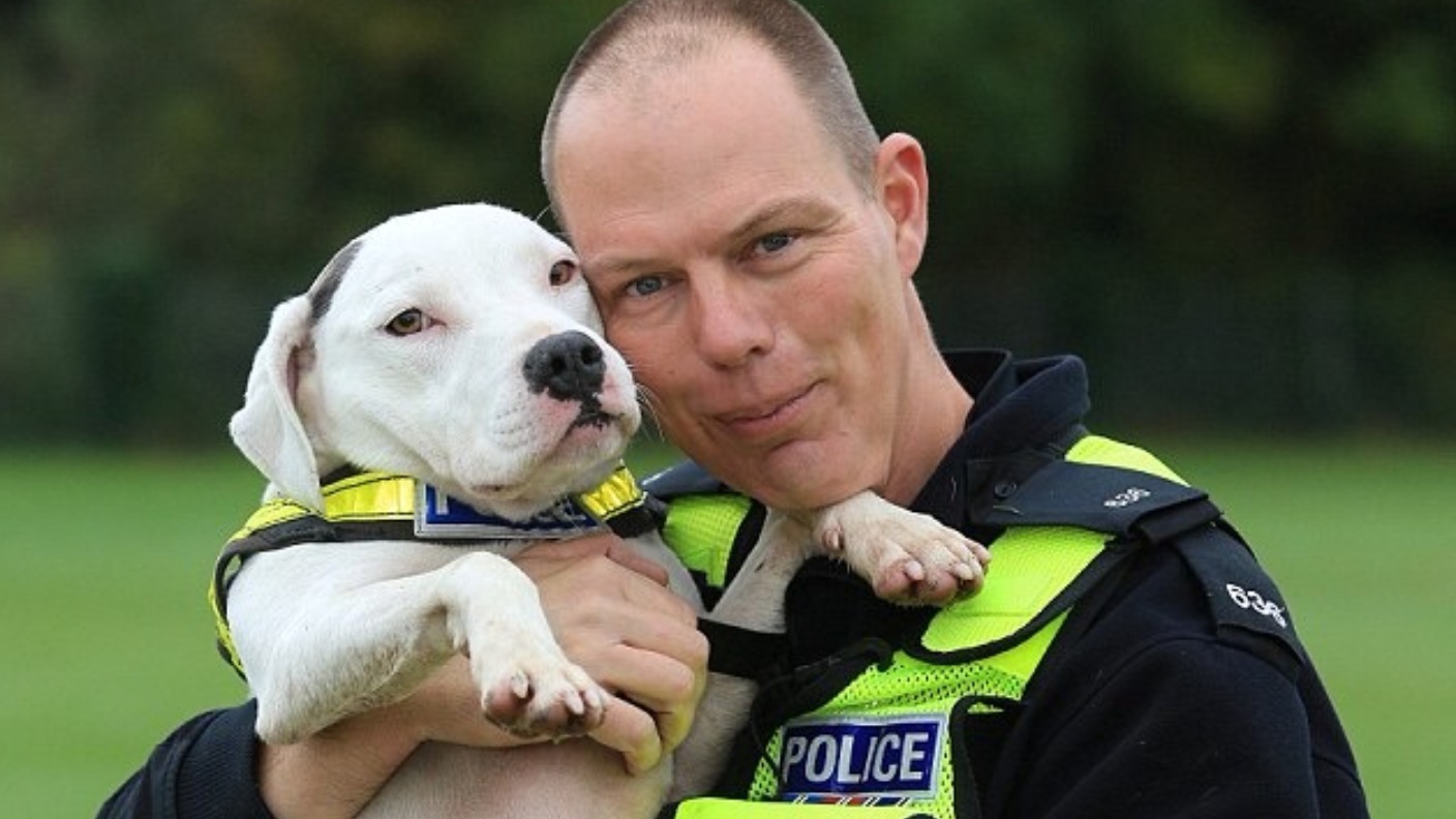 Giving staffies a chance: the rescue dogs turned policing heroes | ITV ...