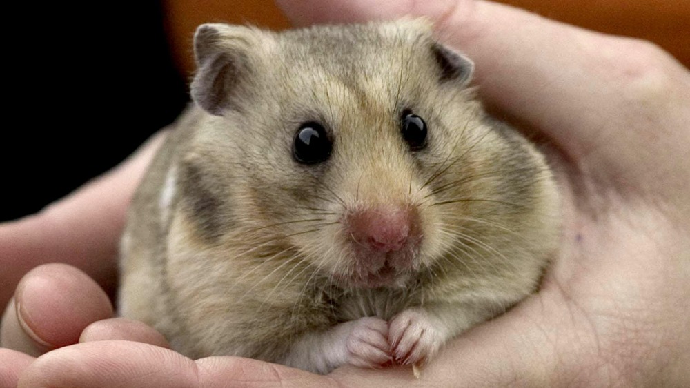 Stay for the squeakend Hamster hotel opens in Cornwall ITV News