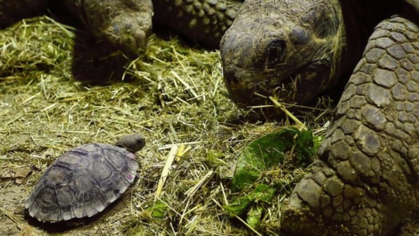 Tortoise, 100, saves species after fathering 800 offspring | ITV News