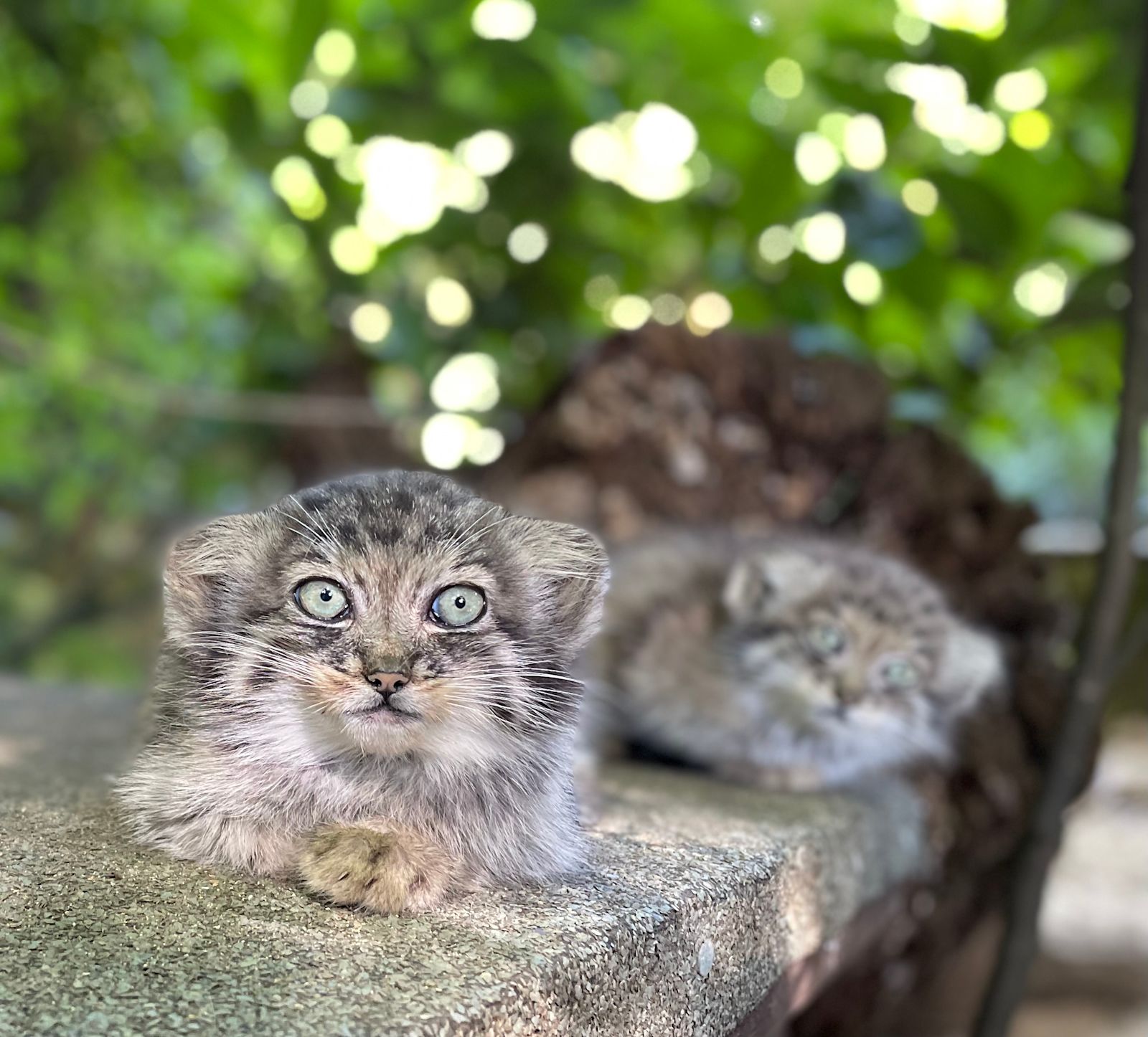 Pallas Cats Born At Wildlife Park For The First Time ITV News Meridian pallas-cats-born-at-wildlife-park-for-the-first-time-itv-news-meridian
