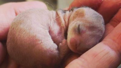 Whitby Wildlife Sanctuary are taking care of the baby stoat 