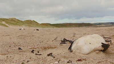 01/09/21 - Dead seabirds