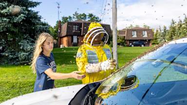 Bee alert: Five million bees fall off truck near Toronto
