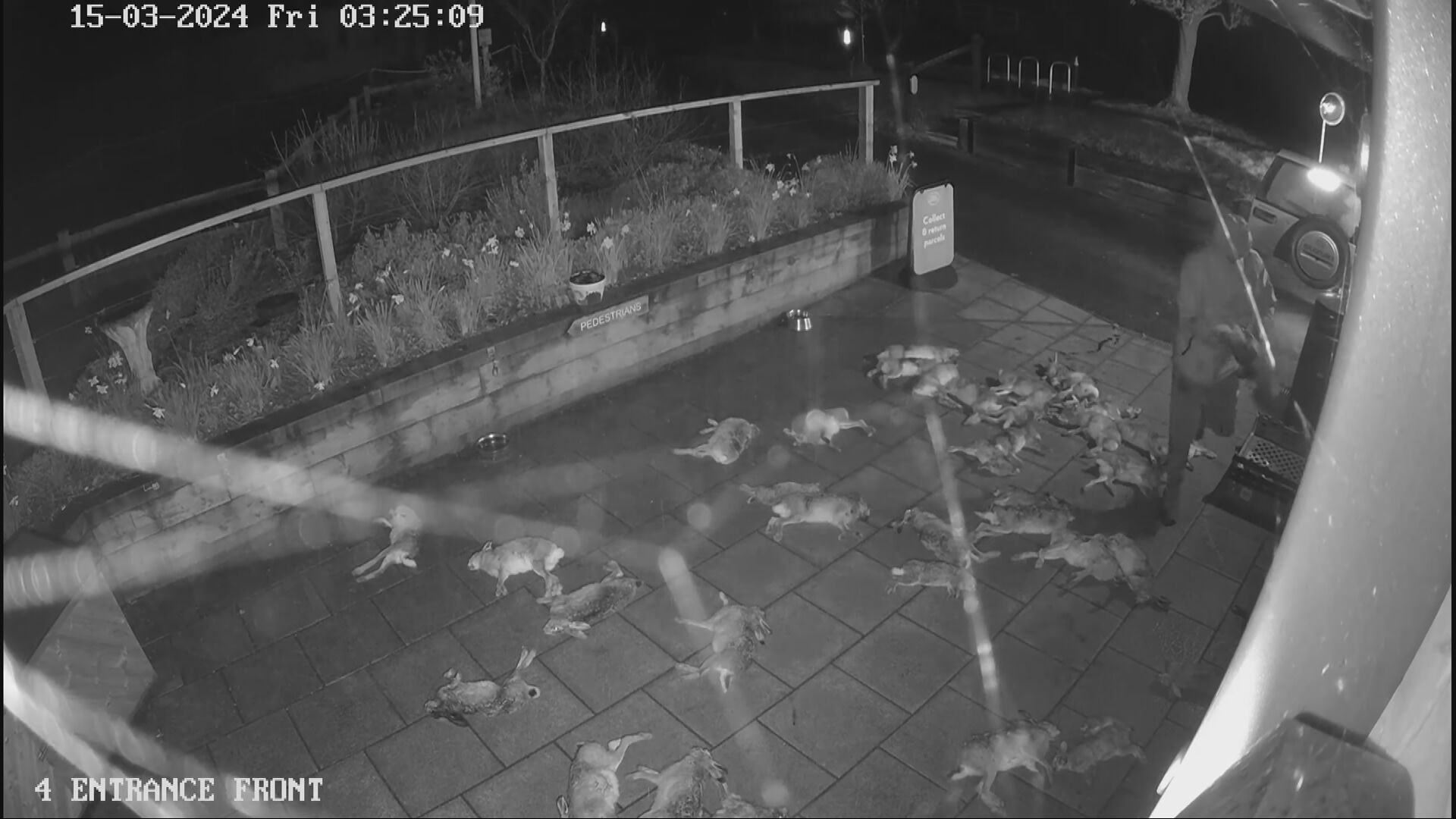 Man cleared of dumping 50 hares outside Hampshire village shop | ITV News  Meridian