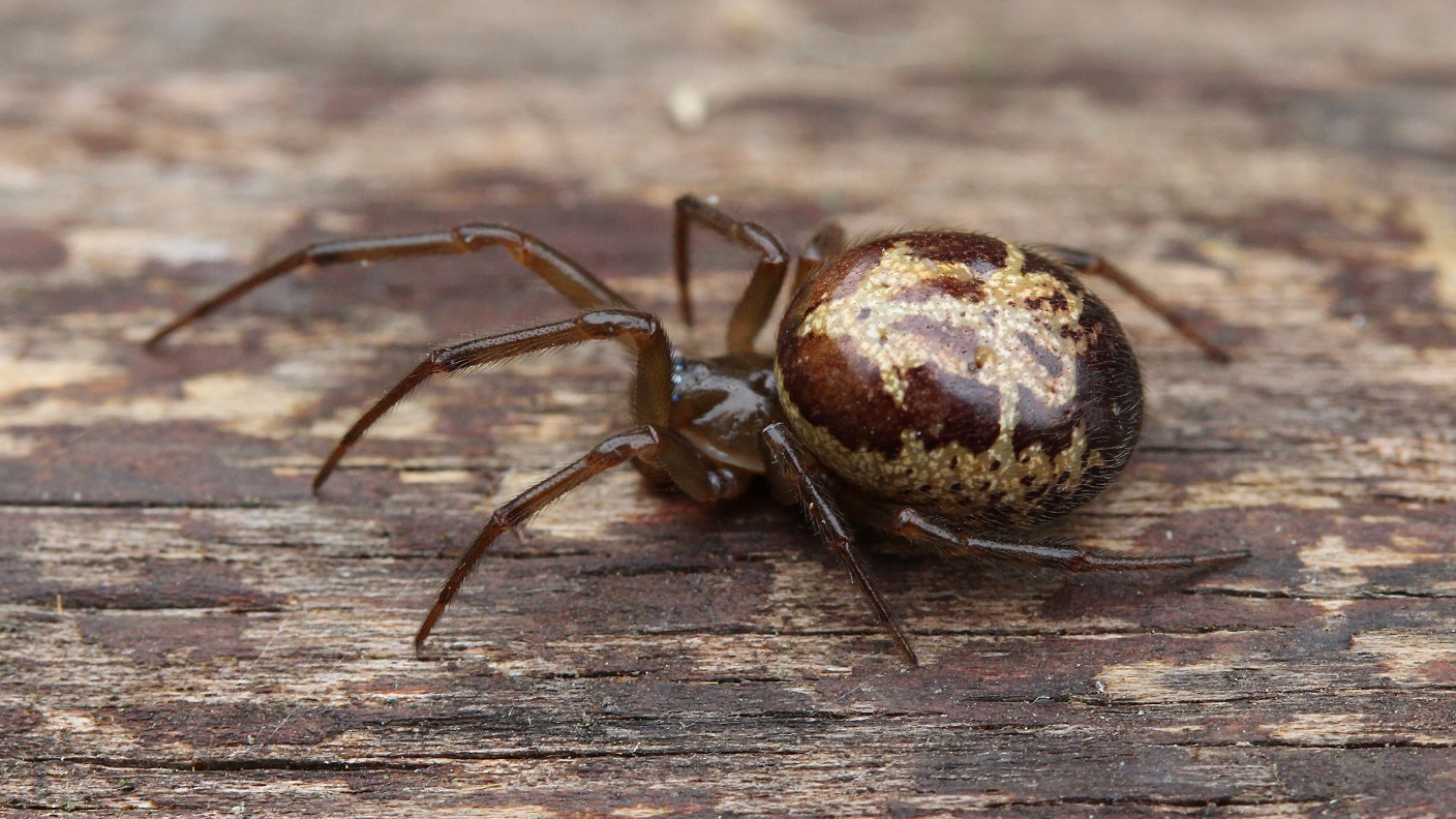 Venomous False Widow Spider Found In Nottingham Itv News Central 1573