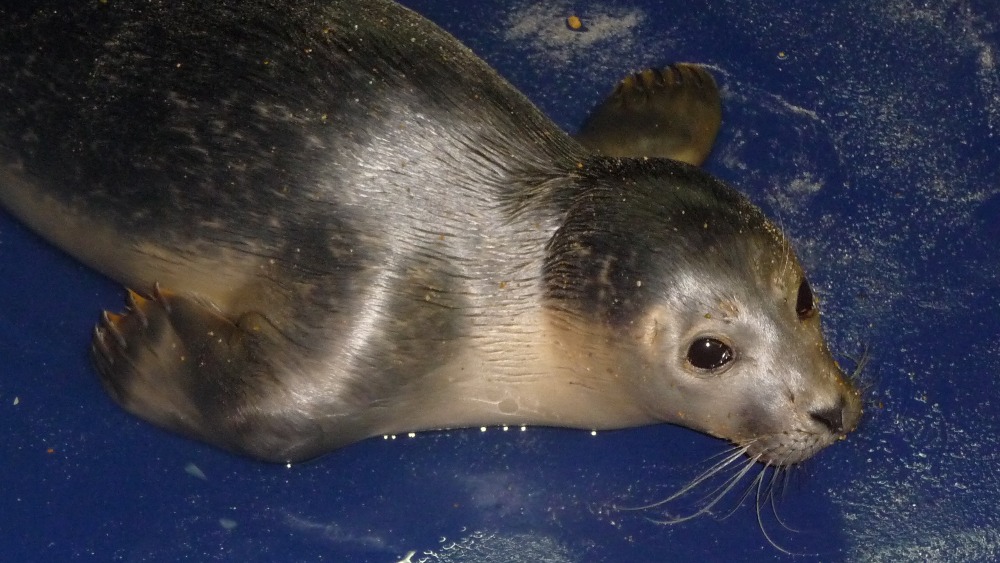 Seal pup rescued from Great Yarmouth beach ITV News Anglia