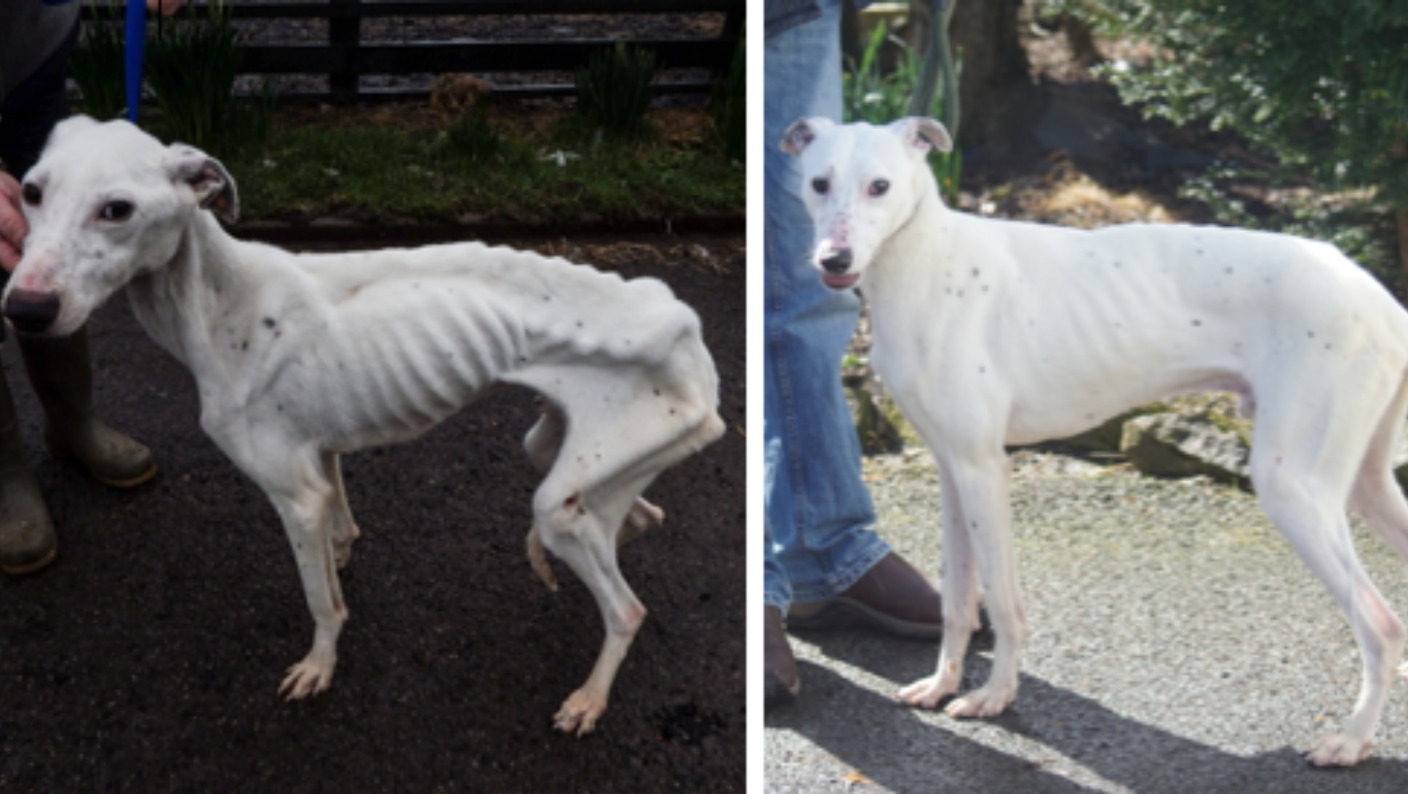 Neglected dog: Charlie's road to recovery | ITV News Border