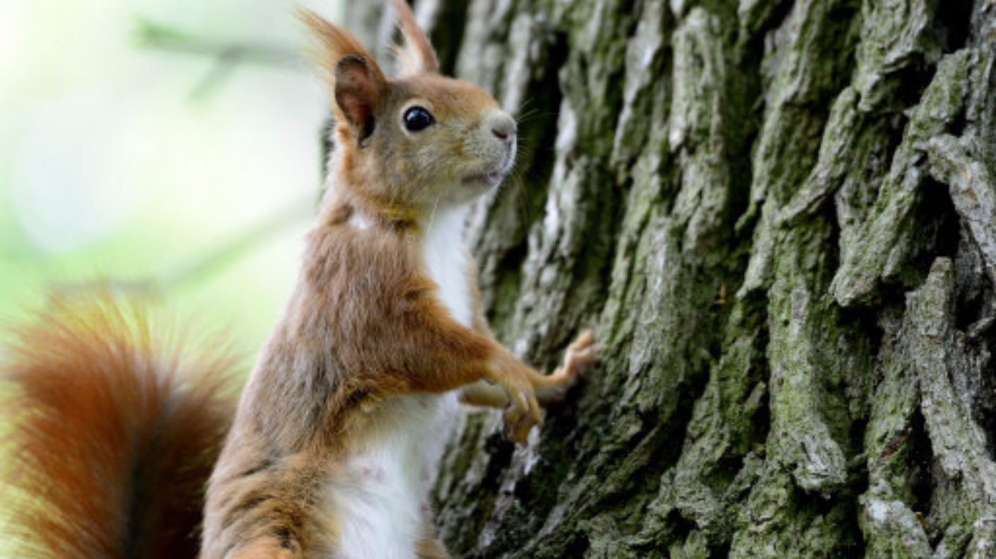 Endangered red squirrels to be sent to north Wales to help boost ...