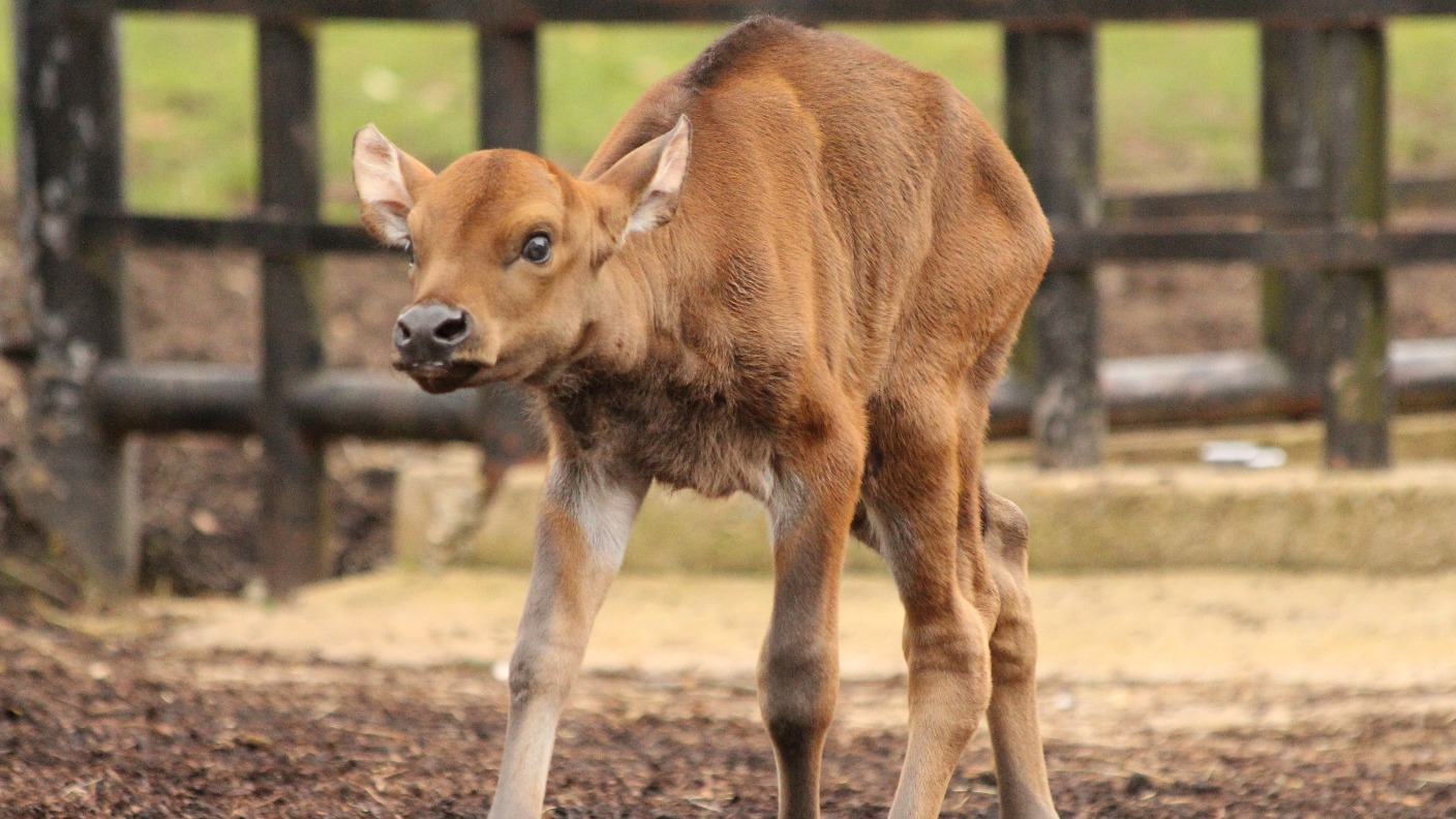 'World's Largest Cow' Gives Birth To Tiny Calf | ITV News Anglia