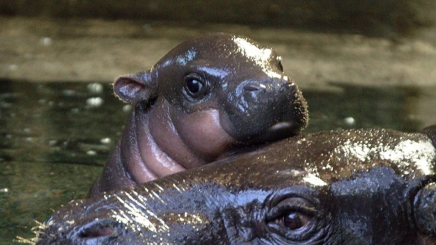 Rare baby hippo finally has a name: meet Hugo! | ITV News West Country