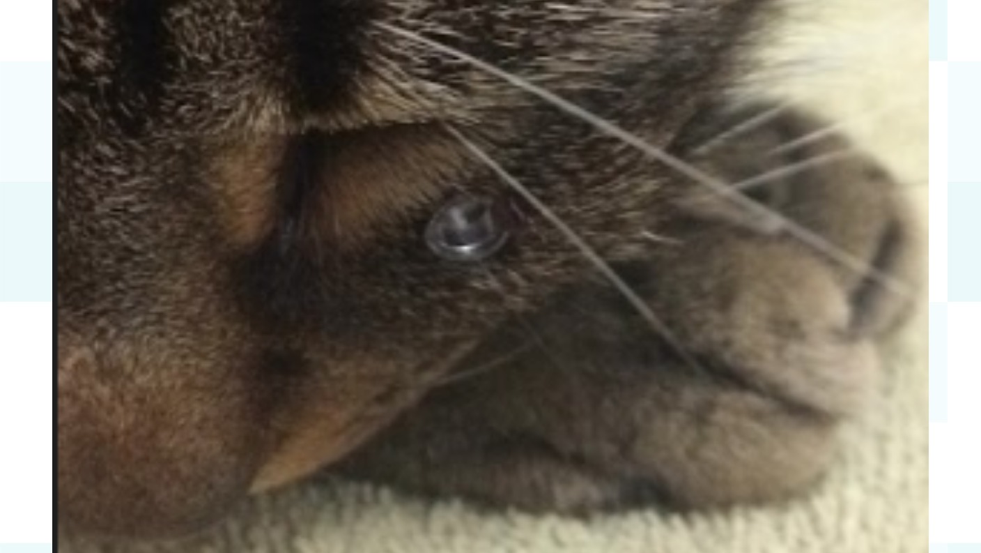 Cat left with pellet lodged in face after gun attack ITV News Central