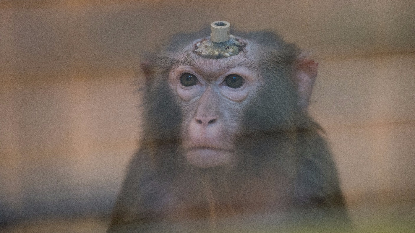 Brain transplant enables paralysed monkeys to walk again and offers