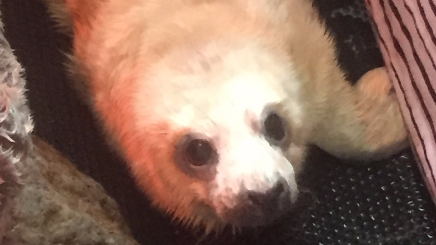 Poppy the seal pup doing well at GSPCA ITV News Channel